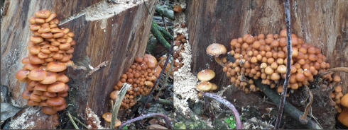 Podpňovka obyčajná (Armillaria mellea)