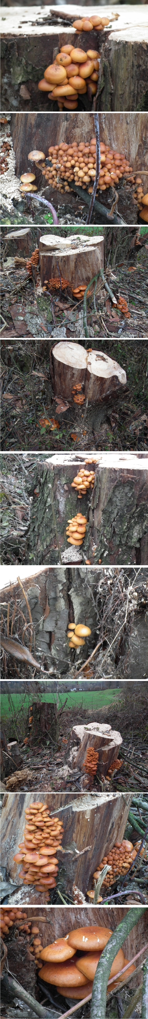 Podpňovka obyčajná (Armillaria mellea)